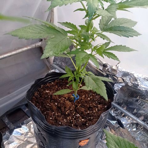 AK número 2 growlog timeline photo