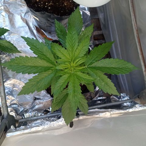 AK número 2 growlog timeline photo