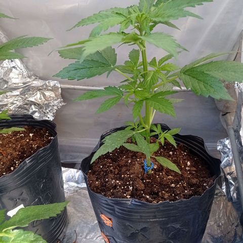 AK número 2 growlog timeline photo