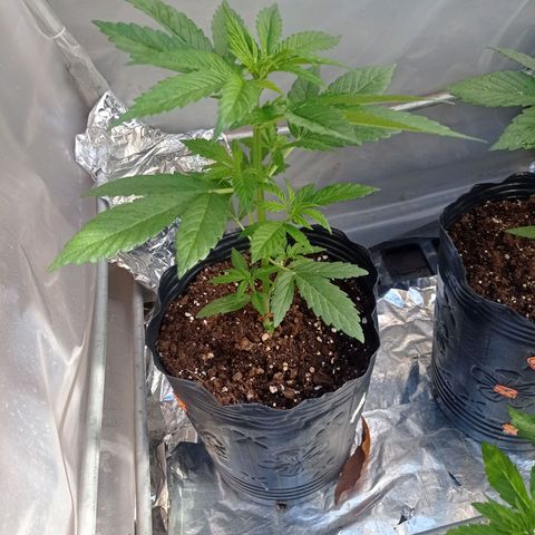 AK número 1 growlog timeline photo