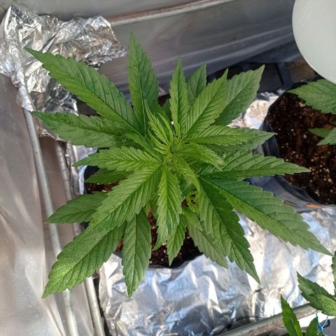 AK número 1 growlog timeline photo