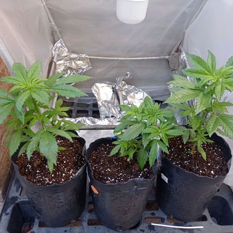 AK número 2 growlog timeline photo