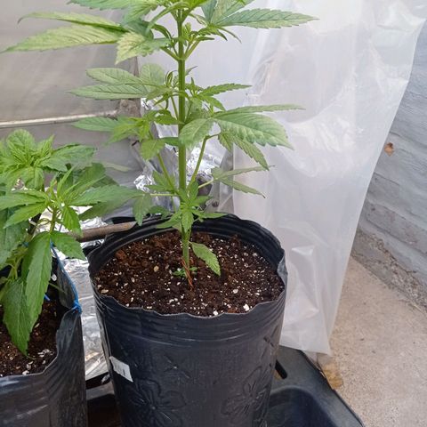 AK número 1 growlog timeline photo