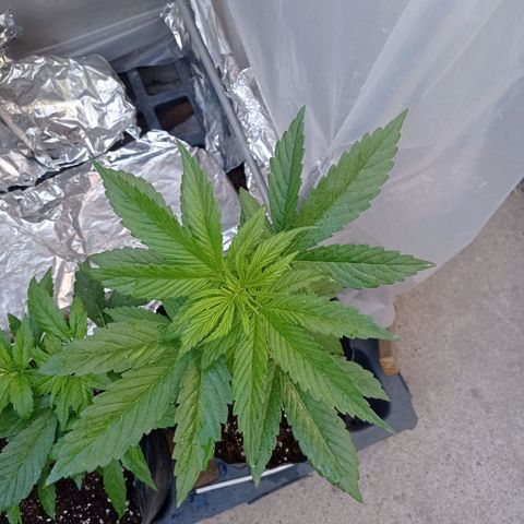 AK número 1 growlog timeline photo