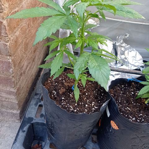 AK número 2 growlog timeline photo