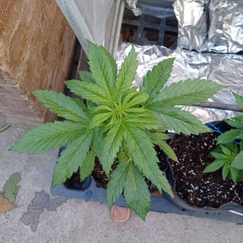 AK número 2 growlog timeline photo