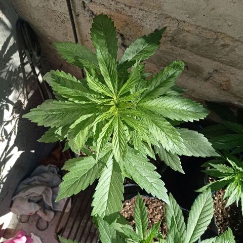 AK número 2 growlog timeline photo