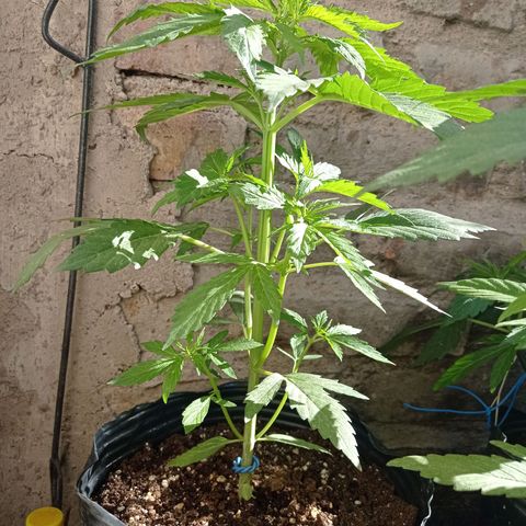 AK número 2 growlog timeline photo