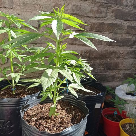 AK número 1 growlog timeline photo