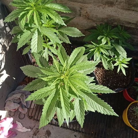 AK número 1 growlog timeline photo