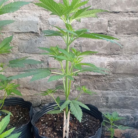 AK número 1 growlog timeline photo