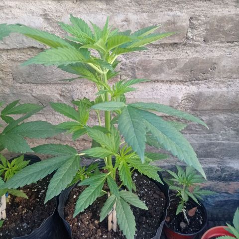 AK número 1 growlog timeline photo
