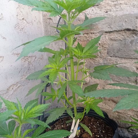 AK número 2 growlog timeline photo