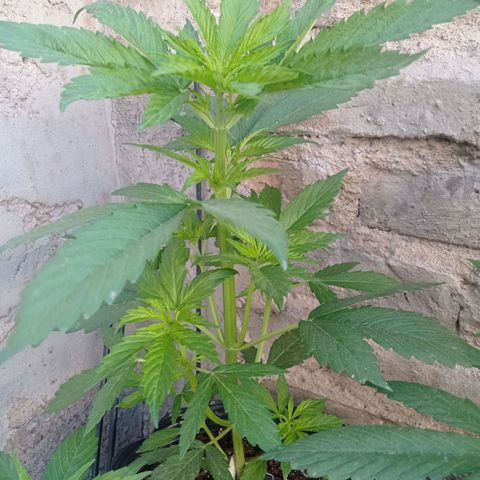AK número 2 growlog timeline photo
