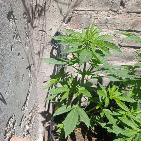 AK número 1 growlog timeline photo