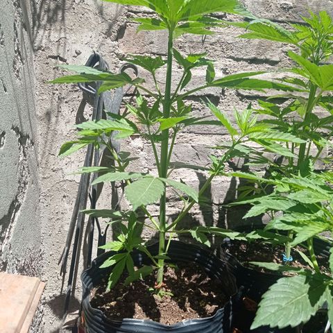AK número 1 growlog timeline photo