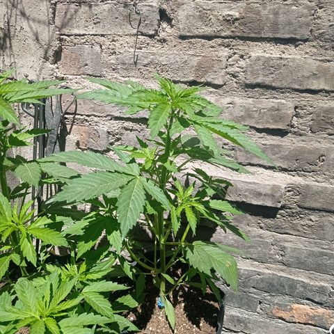 AK número 2 growlog timeline photo