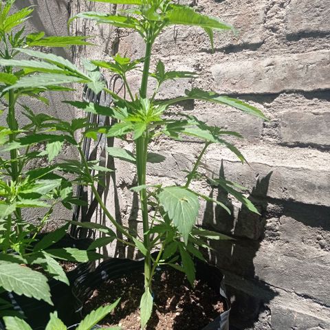 AK número 2 growlog timeline photo