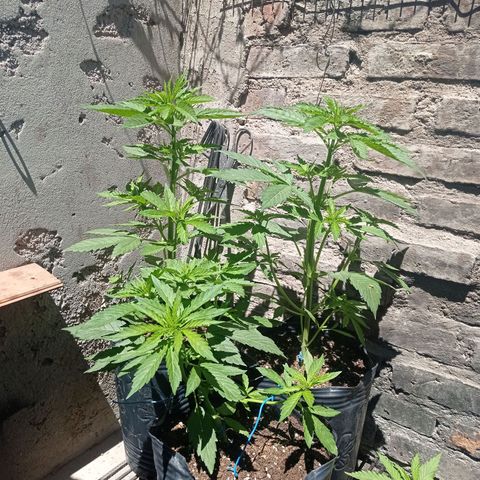 AK número 2 growlog timeline photo