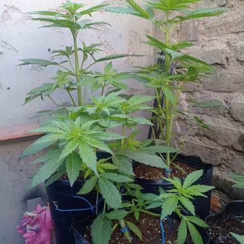 AK número 2 growlog timeline photo