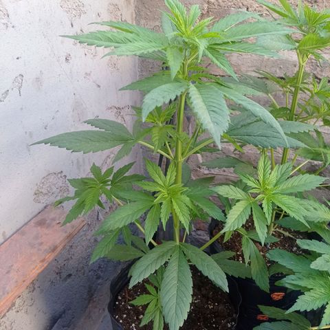 AK número 1 growlog timeline photo
