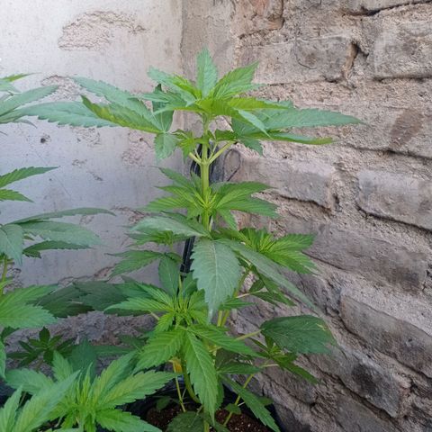 AK número 2 growlog timeline photo