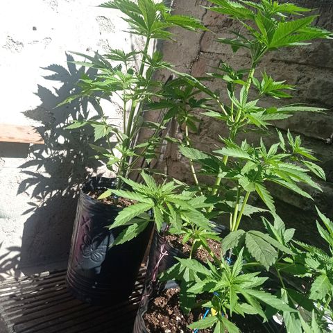 AK número 2 growlog timeline photo