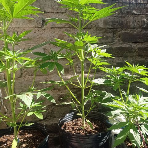 AK número 1 growlog timeline photo