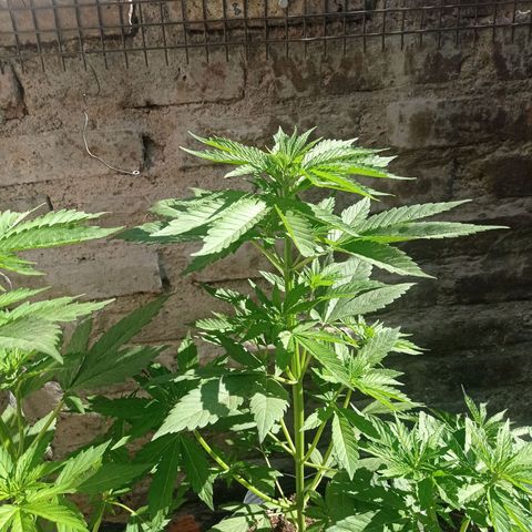 AK número 1 growlog timeline photo