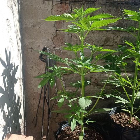 AK número 2 growlog timeline photo