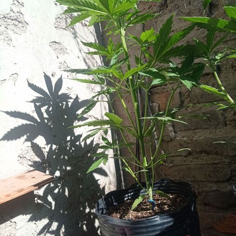 AK número 2 growlog timeline photo