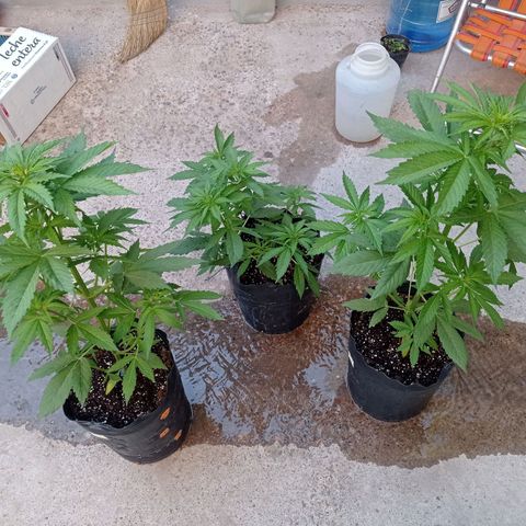 AK número 2 growlog timeline photo