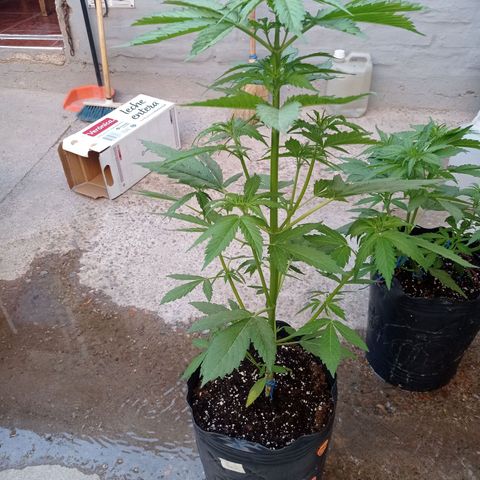 AK número 2 growlog timeline photo
