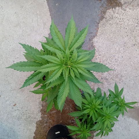 AK número 2 growlog timeline photo