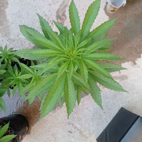 AK número 1 growlog timeline photo