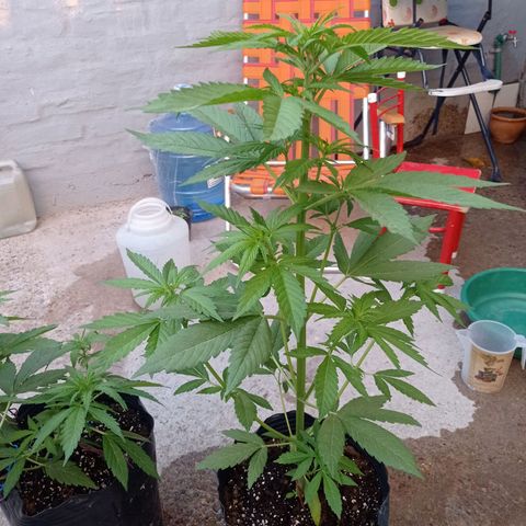AK número 1 growlog timeline photo
