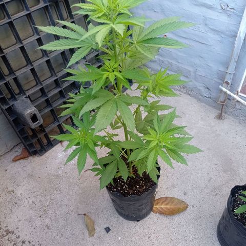 AK número 1 growlog timeline photo