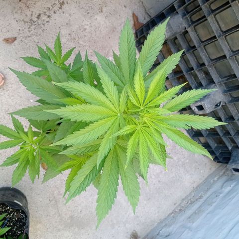 AK número 1 growlog timeline photo
