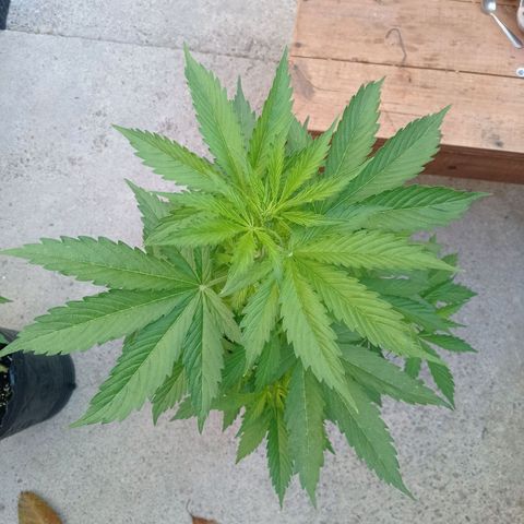 AK número 2 growlog timeline photo