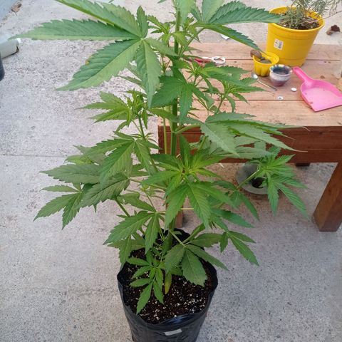 AK número 2 growlog timeline photo