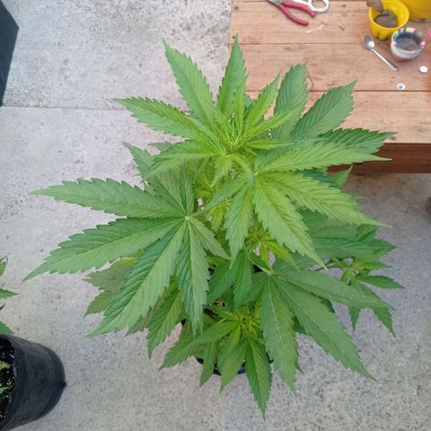 AK número 2 growlog timeline photo