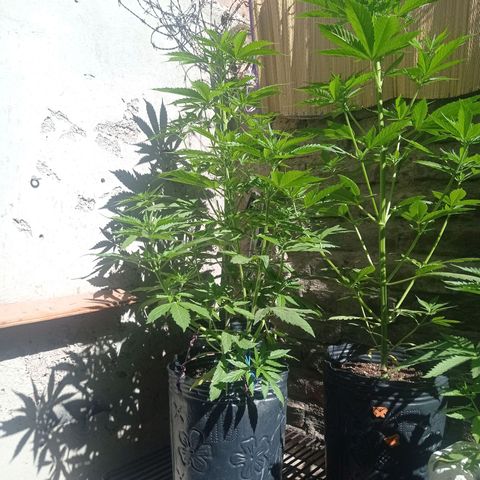 AK número 2 growlog timeline photo