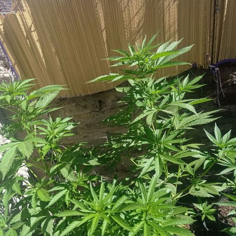 AK número 2 growlog timeline photo