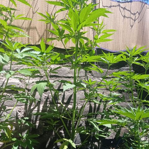 AK número 1 growlog timeline photo