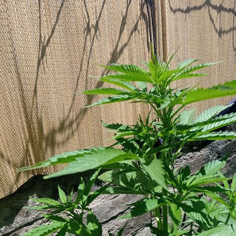 AK número 1 growlog timeline photo