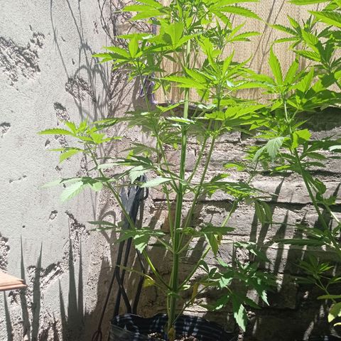 AK número 2 growlog timeline photo