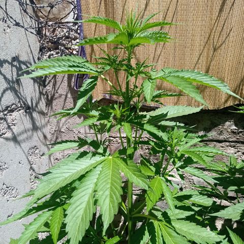 AK número 2 growlog timeline photo