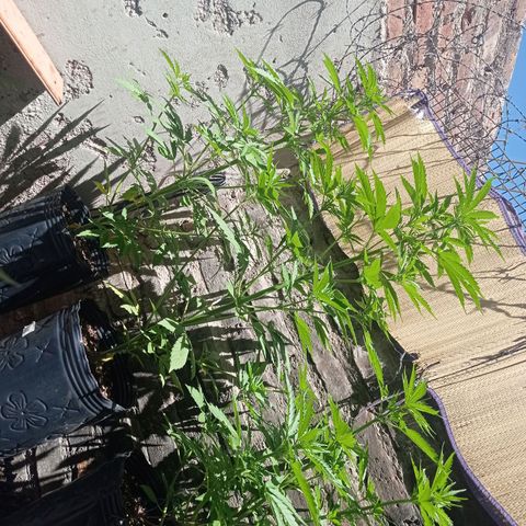 AK número 2 growlog timeline photo