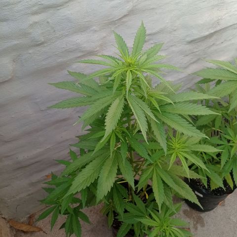 AK número 1 growlog timeline photo