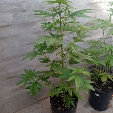 AK número 1 growlog timeline photo